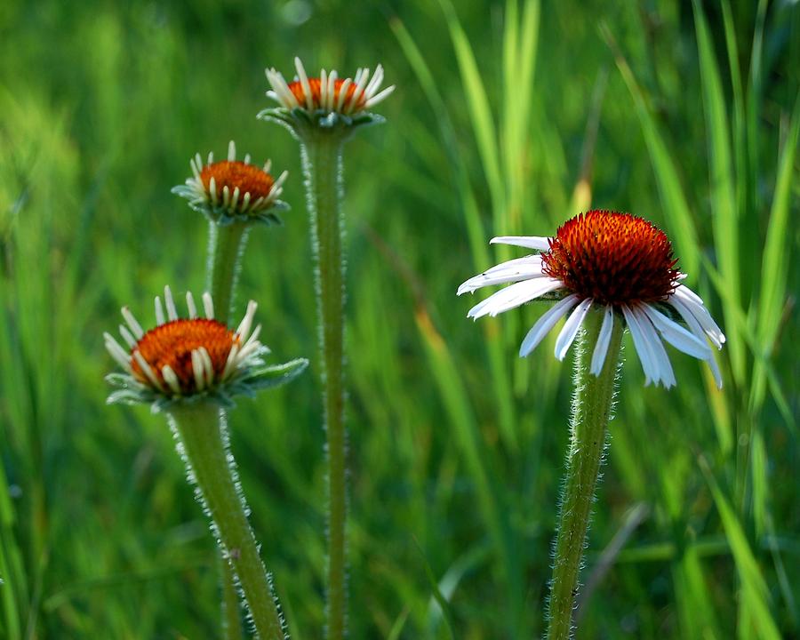 Coneflower Meadow Photograph by Greni Graph