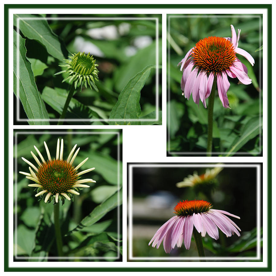 CONEFLOWER on White Photograph by Janice Adomeit