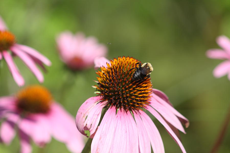 Coneflower with a bee on top Photograph by Zoraida Pesante - Fine Art ...