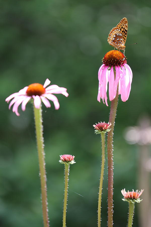 Coneflowers And Butterfly Photograph by Daniel Reed