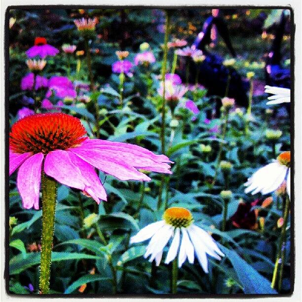 Nature Photograph - #coneflowers Showing Off... #pink by Carla From Central Va  Usa