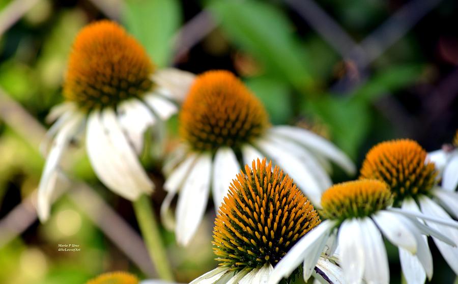 Flower Photograph - Cones in the Midst by Maria Urso