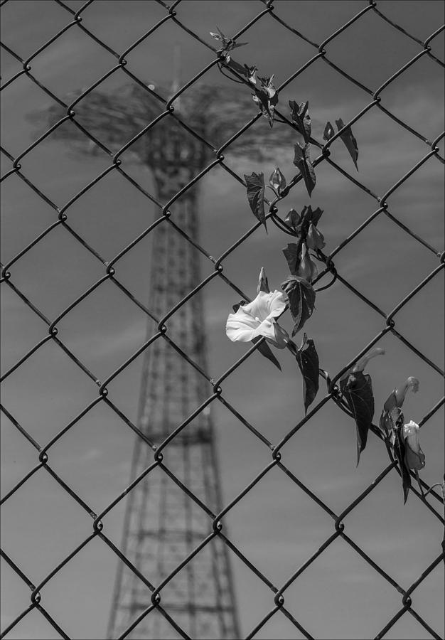 Coney Island Parachute Jump Flower and Fence Photograph by Robert Ullmann