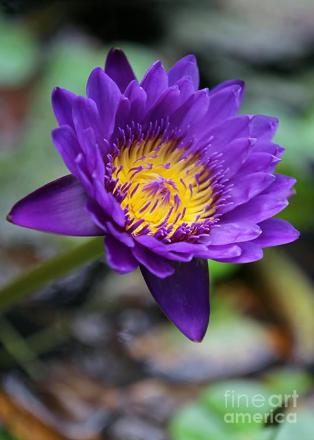 Confident Purple Water Lily Photograph by Sabrina L Ryan