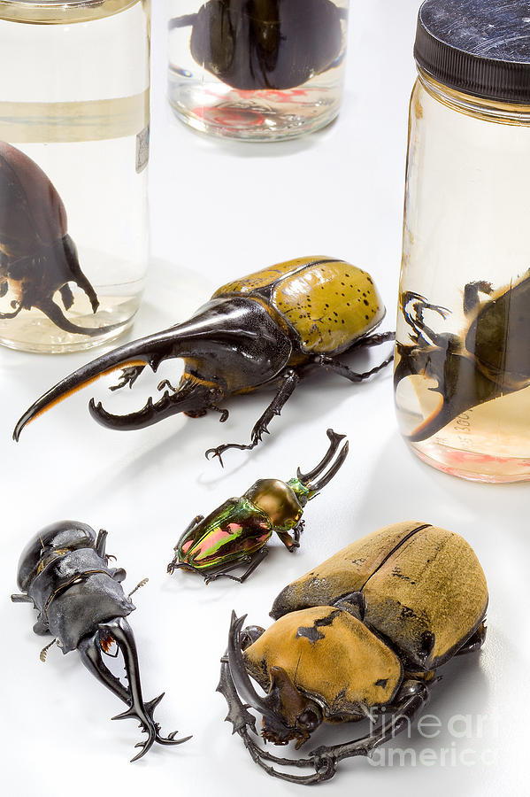 Confiscated Beetles Photograph by Science Source