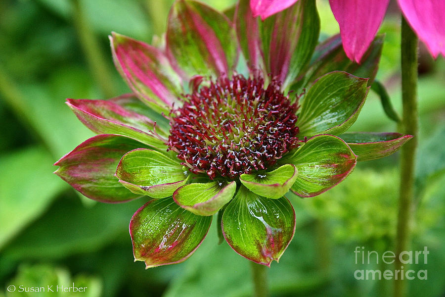 Confused Cone Flower Photograph by Susan Herber