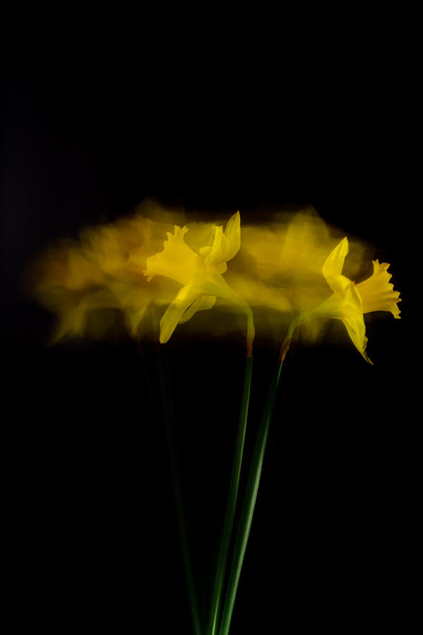 Confused Daffodil Photograph by Roger Mullenhour