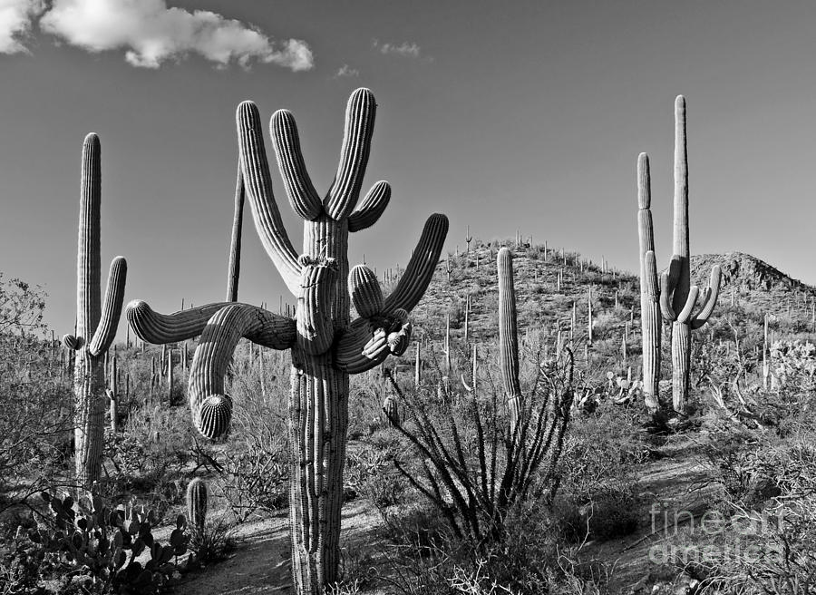 Tucson Photograph - Confusion by Jim Chamberlain