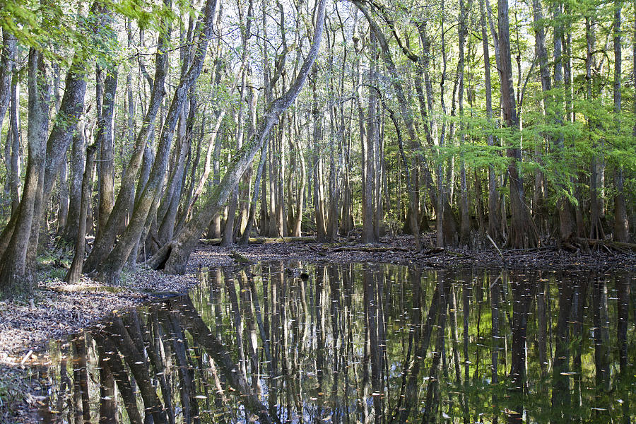 Congaree National Park Photograph by Pierre Leclerc Photography