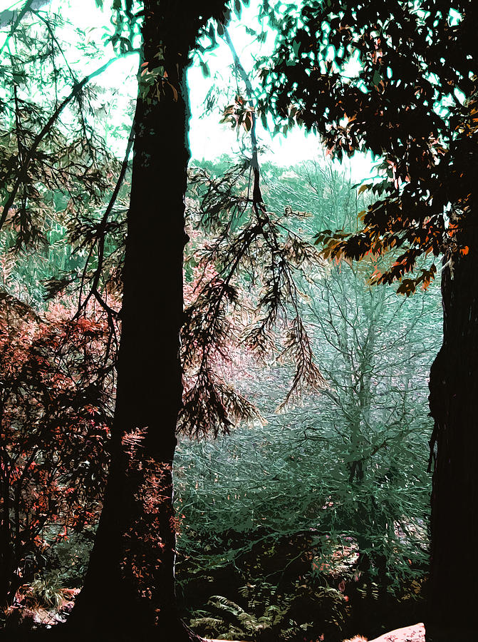 Fall Digital Art - Conifer trees in the fall season by Phill Petrovic