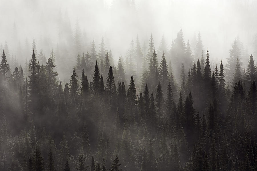 Coniferous Forest And First Snowfall Photograph by Philippe Henry ...