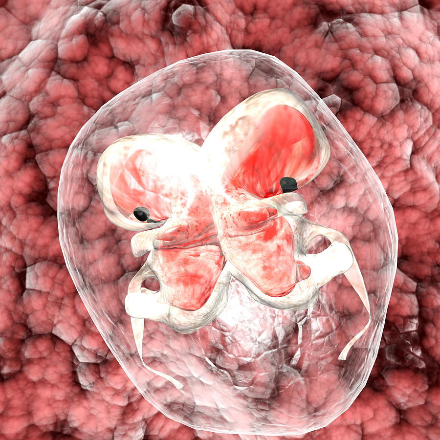 Conjoined Embryos Photograph by Christian Darkin