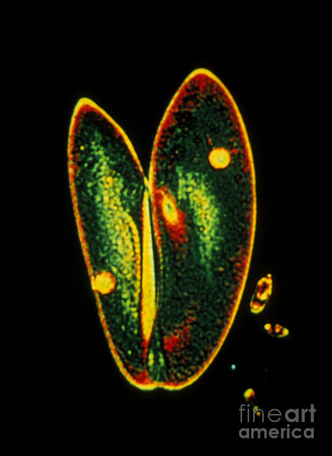 Conjugating Paramecia Photograph by Eric Grave