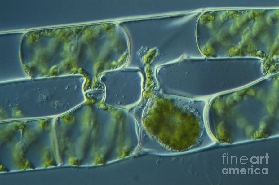 Science Photograph - Conjugation In Spirogyra Algae, Lm 3 by M. I. Walker
