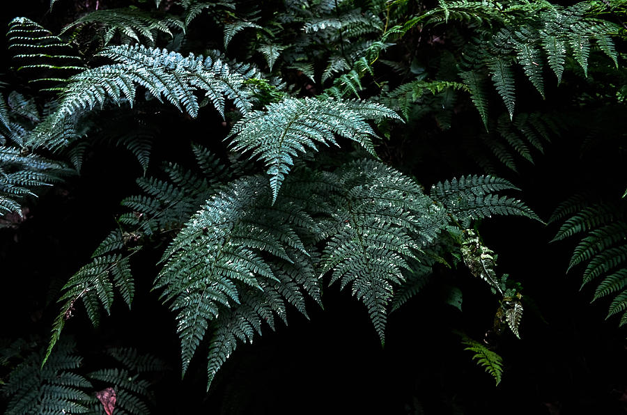 Conkles Hollow fern Photograph by Brian Stevens