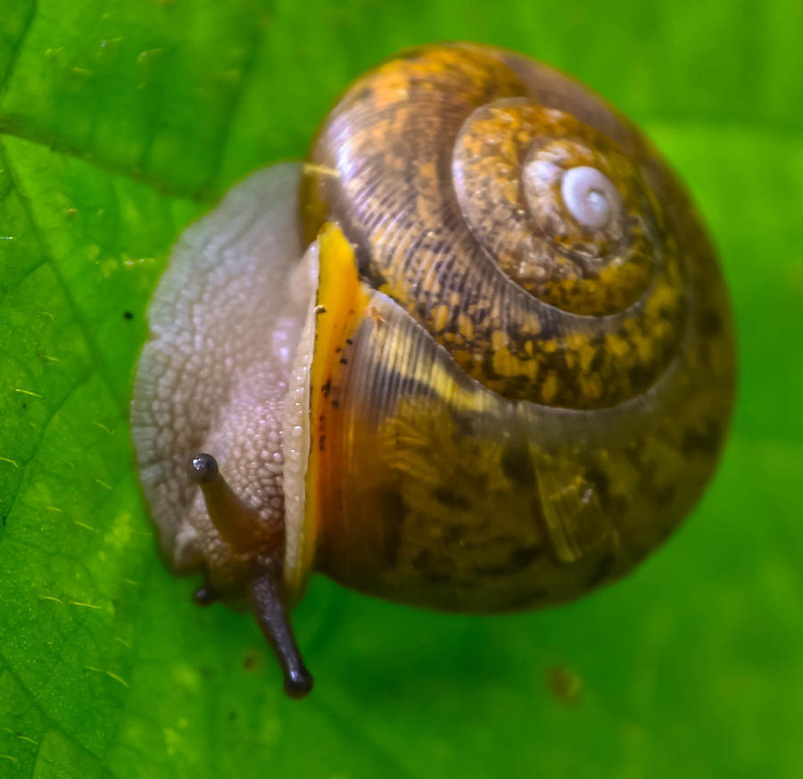 Conkles Hollow Snail Photograph by Brian Stevens
