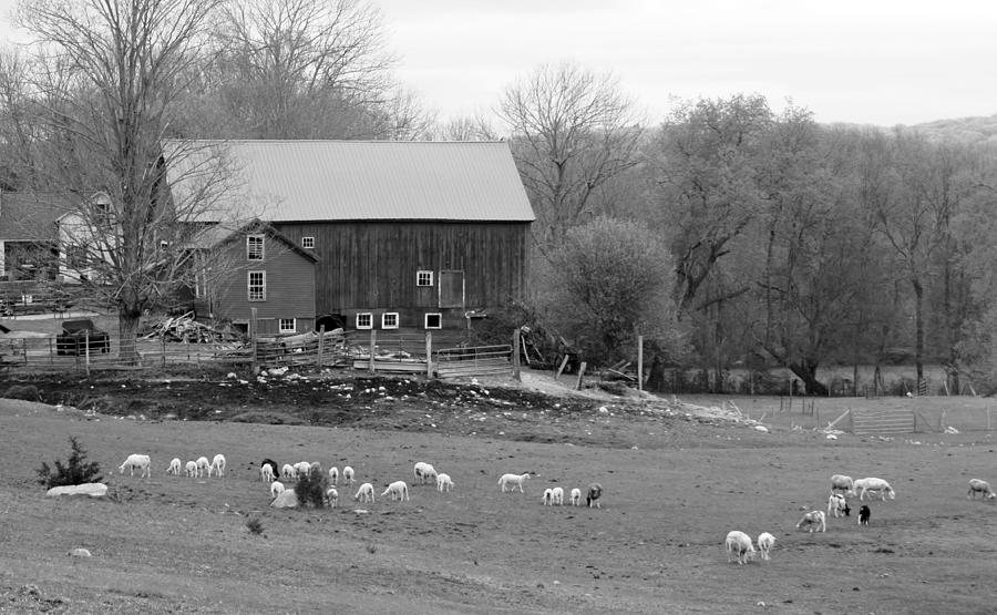 Connecticut Sheep Farm  Photograph by Kim Galluzzo Wozniak