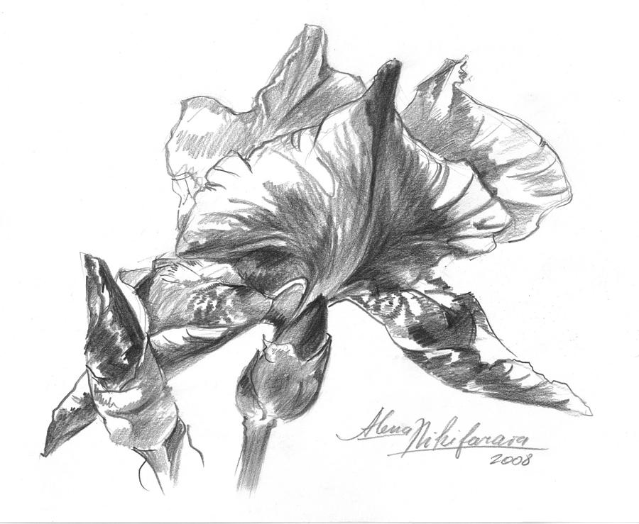Conte Pencil Sketch Of Iris Drawing by Alena Nikifarava