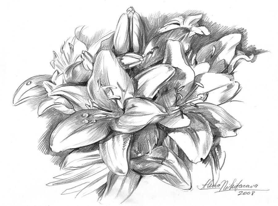 Lily Drawing - Conte pencil sketch of Lilies by Alena Nikifarava