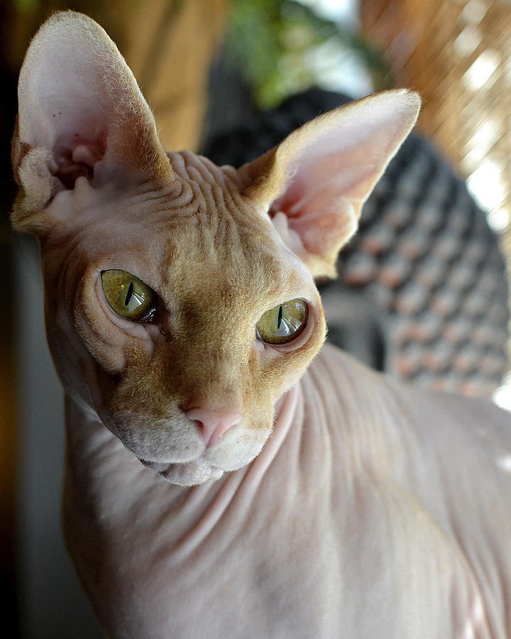 Sphynx Cat Photograph - Contemplative Sphynx by Fraida Gutovich