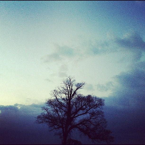 Winter Photograph - #contestgram #ctsgr5 #tree #evening by Christine Cherry