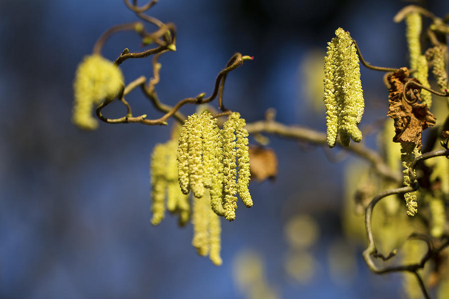 Contorted Hazel Catkins Photograph by Clare Bambers