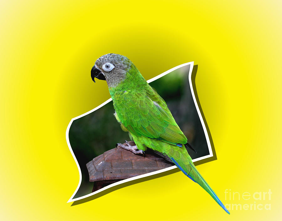 Conure Parrot Pop Out Photograph by Smilin Eyes Treasures