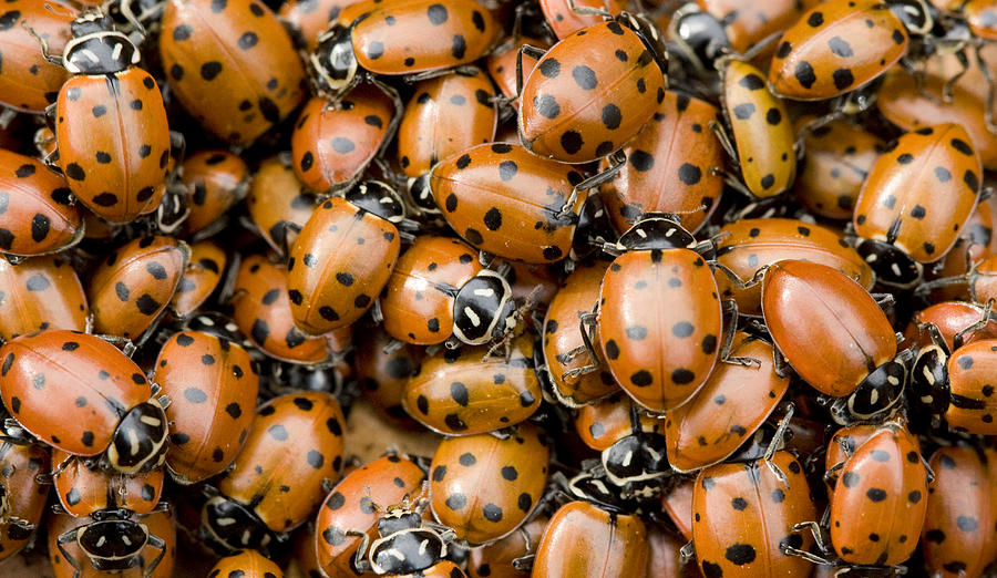 Convergent Lady Beetles Gathering Photograph by Sebastian Kennerknecht