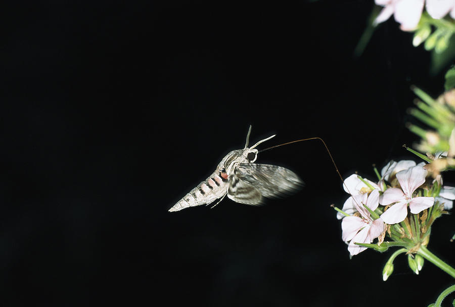 Convolvulus Hawk-moth Agrius Convolvuli Photograph by Konrad Wothe