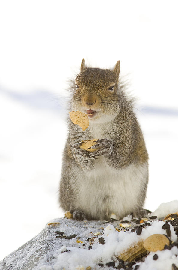 Wildlife Photograph - Cookie Squirrel by Marty Maynard
