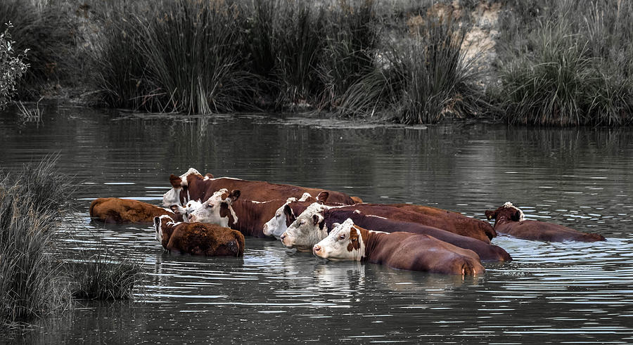 Cool Cows Photograph by Brian Stevens