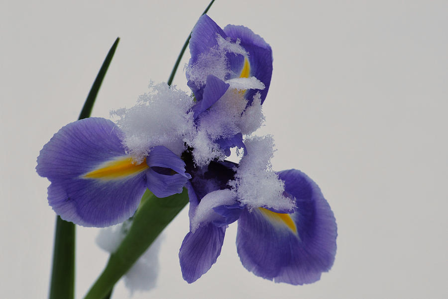 Iris Photograph - Cool Iris by Terence Davis