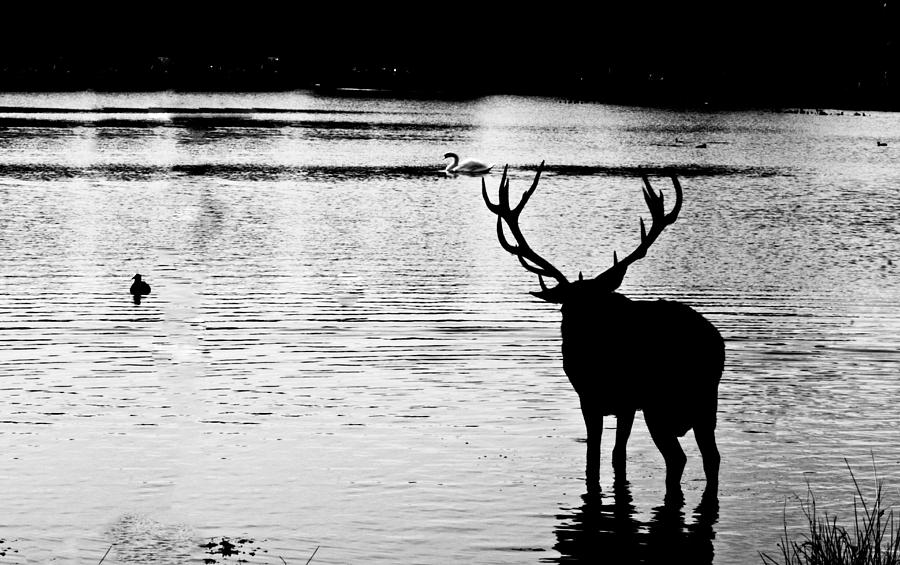 Cooling off Deer Photograph by Maj Seda