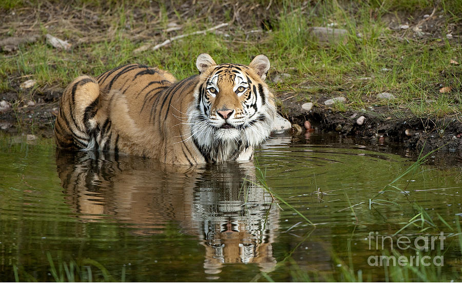 Tiger Photograph - Cooling Off by Sandra Bronstein