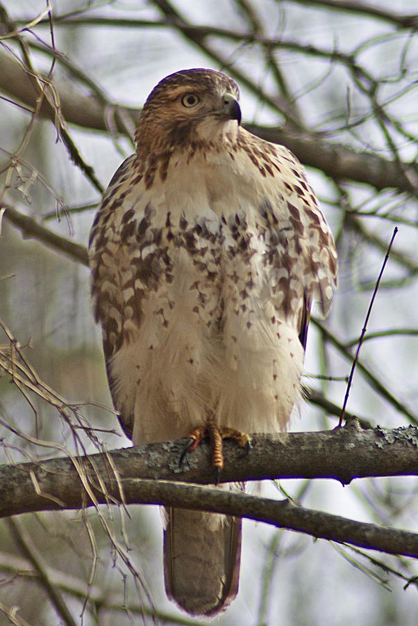 Coopers Hawk 1 Photograph by Joe Faherty