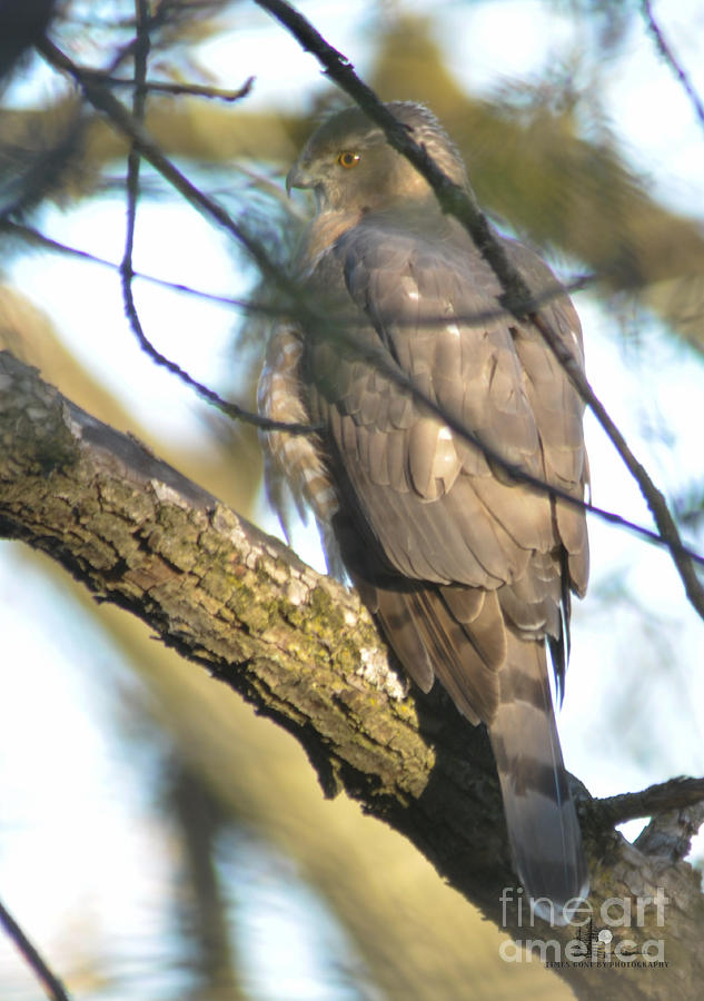 Coopers Hawk 2 Photograph by Ronald Grogan