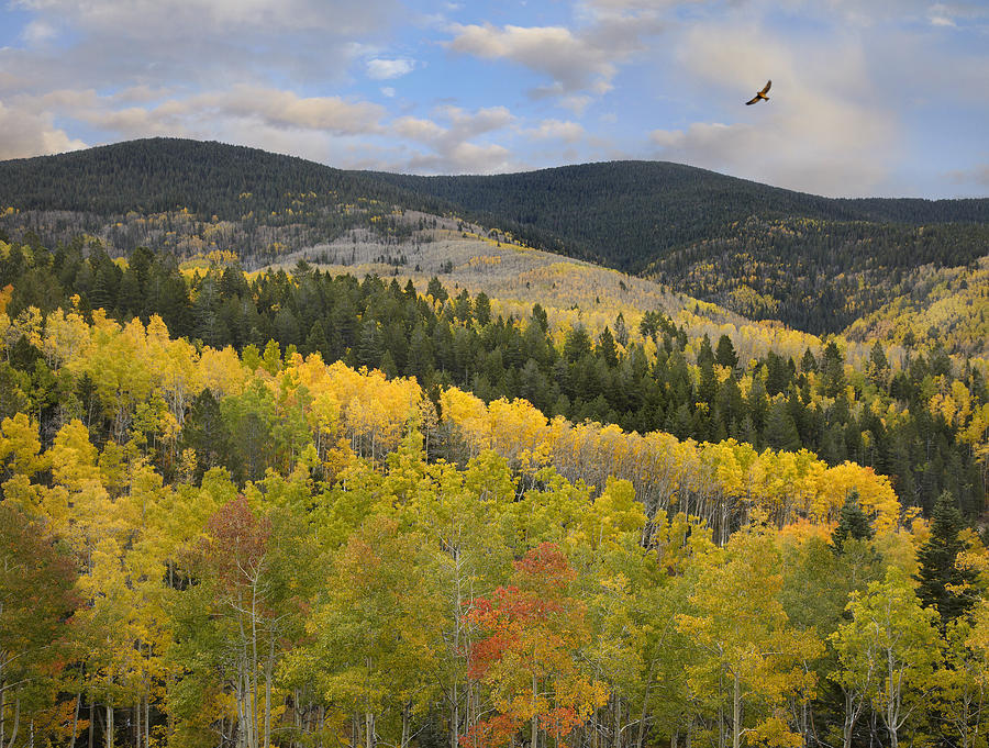 Coopers Hawk Flying Over Quaking Aspen Photograph by Tim Fitzharris