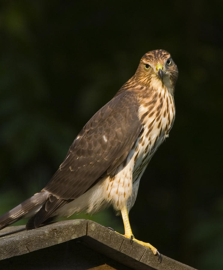 Coopers Hawk  Photograph by Frank Winters