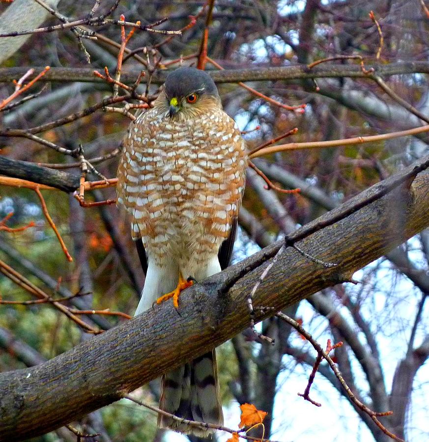 Coopers Hawk Photograph by Jo Sheehan