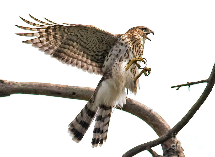 Coopers Hawk Landing Photograph by Jean A Chang