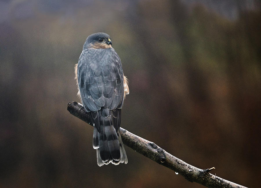 Coopers Hawk Photograph by Sue Capuano