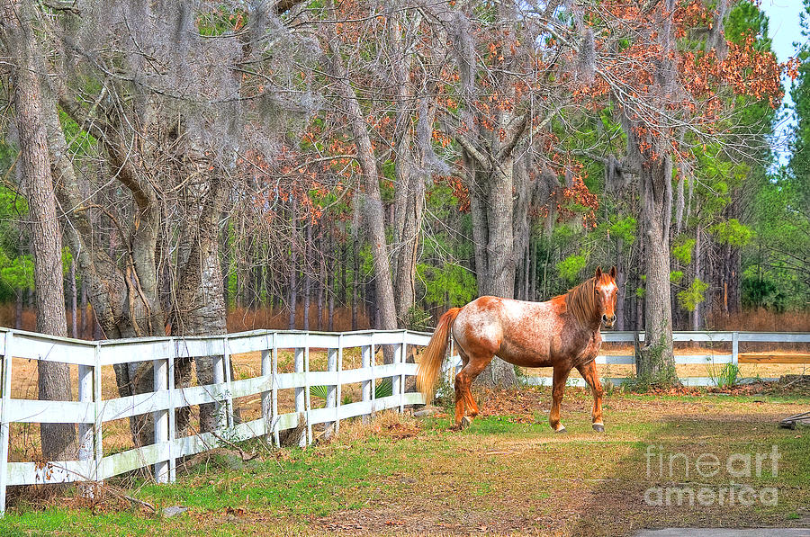 Coosaw - Outside the Fence Photograph by Scott Hansen