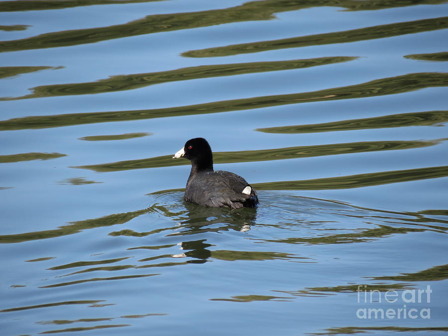 Coot On Blue Photograph