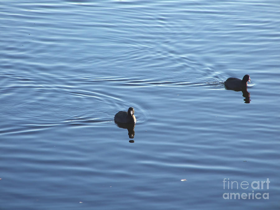 Coots Distraction Photograph Photograph by Kristen Fox