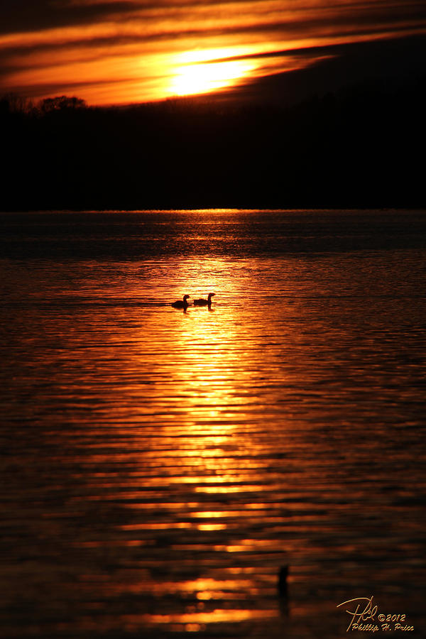 Coots In The Sunset Photograph by Ericamaxine Price - Pixels