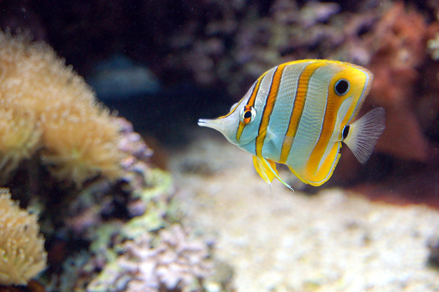 Copper-banded Butterfly Fish by Kathleen Stephens