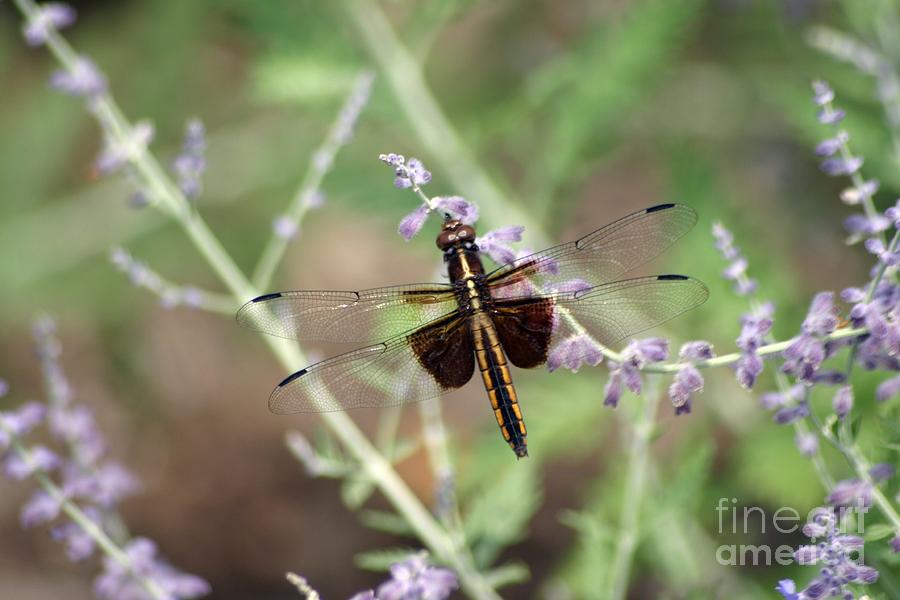 Copper Dragon Fly Photograph by Living Color Photography Lorraine Lynch