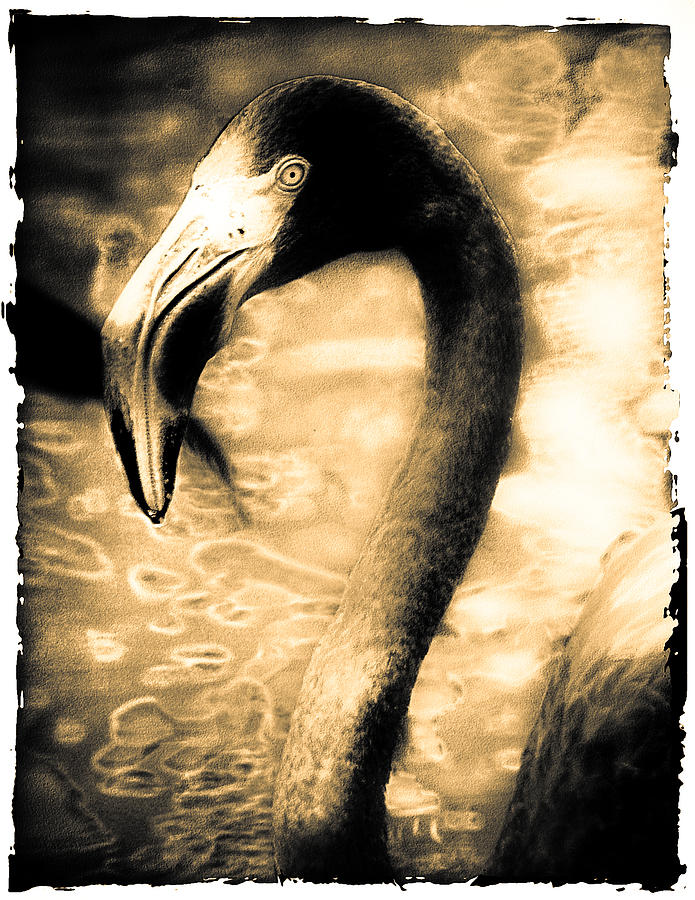 Bird Photograph - Copper Flamingo by Catharine Anderson