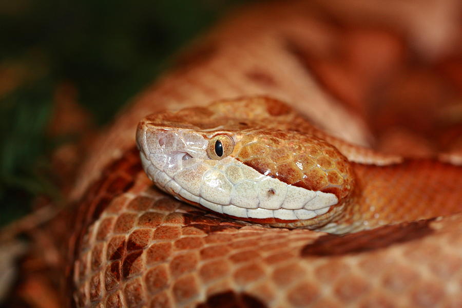 Copperhead by Paul Slebodnick