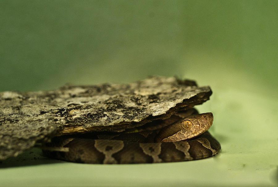 Copperhead Peeking Out 1 Photograph by Douglas Barnett - Fine Art America